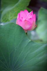 lotus flower blooming in garden
