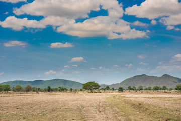 tree in the field and blue sky background