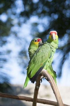 Green parrot, perico, Amazona autumnalis , loro cariamarillo, parakeet, in the wild, Villahermosa, Tabasco, Mexico.