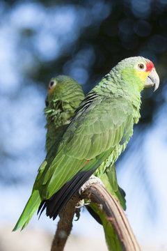 Green parrot, perico, Amazona autumnalis , loro cariamarillo, parakeet, in the wild, Villahermosa, Tabasco, Mexico.