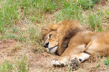 Portrait of one male lion laying sideways in the grass, eyes open looking off in the distance. The lion (Panthera leo) is one of the big cats in the genus Panthera and a member of the family Felidae.
