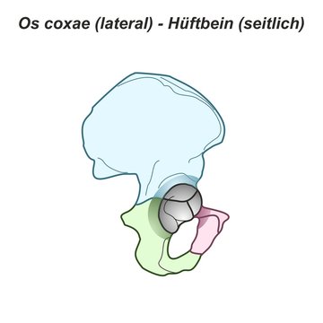 H&uuml;fte Mensch Grafik Pelvis H&uuml;ftbein Os coxae H&uuml;fte lateral seitlich Anatomie Grafik Zeichnung &Uuml;bersicht latein deutsch