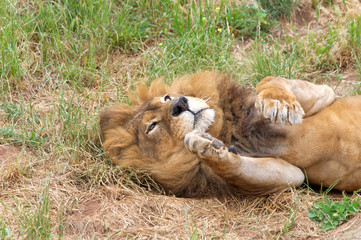 Obraz premium Portrait of one male lion rolling over in the grass paws up in the air. The lion (Panthera leo) is one of the big cats in the genus Panthera and a member of the family Felidae.