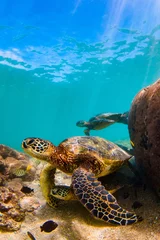 Papier Peint photo Tortue Endangered Hawaiian Green Sea Turtle swimming in the warm waters of the Pacific Ocean in Hawaii