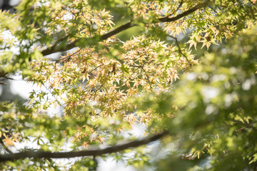 Autumn leaves in sunny day
