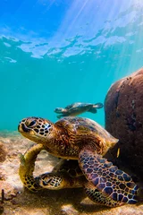 Photo sur Plexiglas Tortue Endangered Hawaiian Green Sea Turtle swimming in the warm waters of the Pacific Ocean in Hawaii