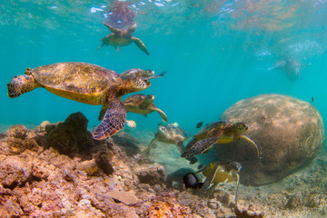 Naklejka na ściany i meble Endangered Hawaiian Green Sea Turtle swimming in the warm waters of the Pacific Ocean in Hawaii
