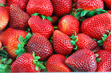 fresh strawberry harvest background