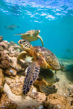 Endangered Hawaiian Green Sea Turtle swimming in the warm waters of the Pacific Ocean in Hawaii