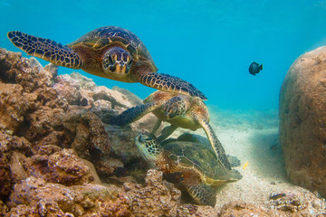 Fototapeta na wymiar Endangered Hawaiian Green Sea Turtle swimming in the warm waters of the Pacific Ocean in Hawaii