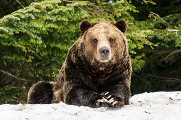 Naklejka na ściany i meble North American Grizzly Bear in snow in Western Canada