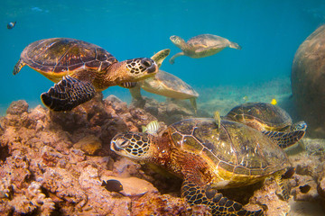 Obraz premium Endangered Hawaiian Green Sea Turtle swimming in the warm waters of the Pacific Ocean in Hawaii