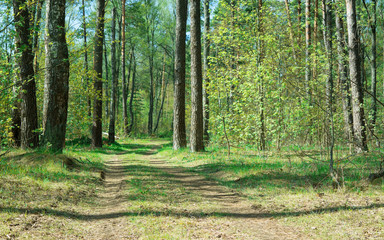 Country road in beautifull forest. Vibrant green color after rain.