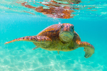 Obraz premium Hawaiian Green Sea Turtle swimming in the warm waters of the Pacific Ocean in Hawaii