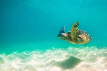 Photo sur Plexiglas Tortue Hawaiian Green Sea Turtle swimming in the warm waters of the Pacific Ocean in Hawaii