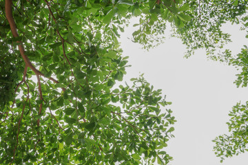trees. Nature green wood sunlight backgrounds.
