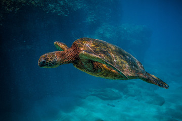 Obraz premium Hawaiian Green Sea Turtle swimming in the warm waters of the Pacific Ocean in Hawaii