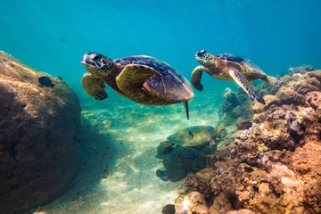 Obraz na płótnie Canvas Hawaiian Green Sea Turtle swimming in the warm waters of the Pacific Ocean in Hawaii