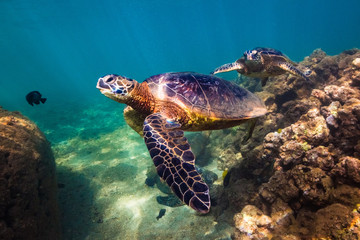Obraz na płótnie Canvas Hawaiian Green Sea Turtle swimming in the warm waters of the Pacific Ocean in Hawaii