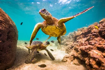 Photo sur Plexiglas Tortue Tortue verte hawaïenne nageant dans les eaux chaudes de l& 39 océan Pacifique à Hawaï
