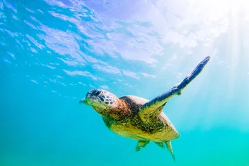 Tableaux ronds sur plexiglas Tortue Hawaiian Green Sea Turtle swimming in the warm waters of the Pacific Ocean in Hawaii