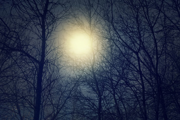 Fototapeta premium Full moon and clouds at midnight. Dark scenery with naked trees.