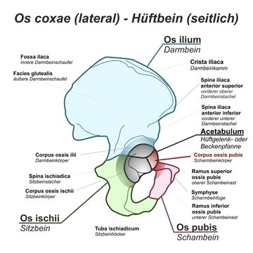 Pelvis Hüftbein Os coxae Hüfte lateral seitlich Anatomie Grafik Zeichnung Übersicht latein deutsch