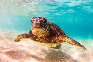 Naklejka premium Hawaiian Green Sea Turtle swimming in the warm waters of the Pacific Ocean in Hawaii