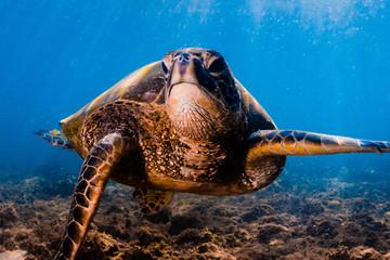 Hawaiian Green Sea Turtle swimming in the Pacific Ocean of Hawaii