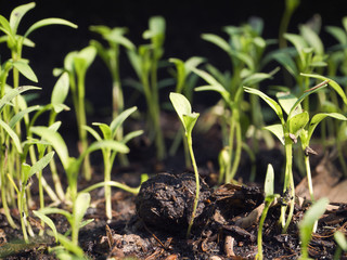 Obraz premium The growth of the plants to welcome the morning light.