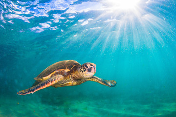 Obraz premium Hawaiian Green Sea Turtle swimming in the Pacific Ocean of Hawaii