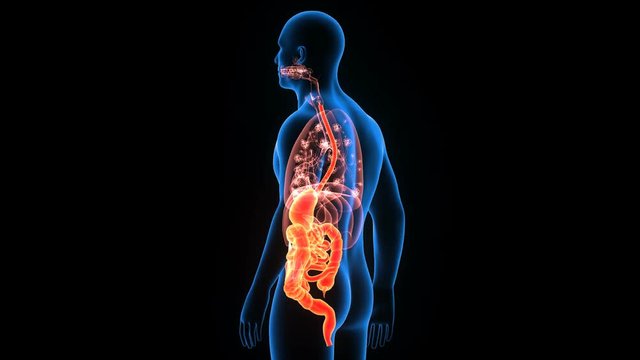 3d illustration of human digestive system parts and functions