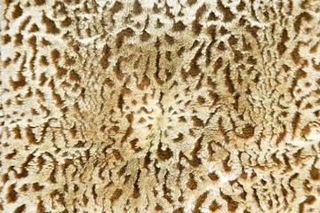 texture of print fabric stripes leopard for background