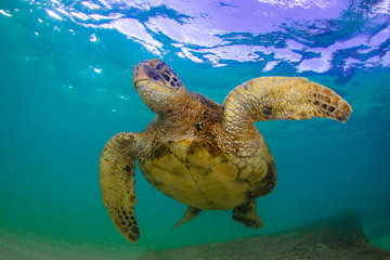 Obraz na płótnie Canvas Hawaiian Green Sea Turtle swimming in the Pacific Ocean of Hawaii