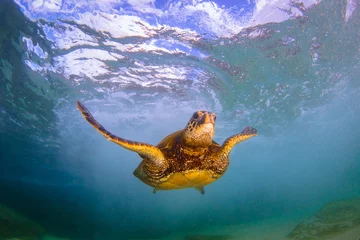 Papier Peint photo autocollant Tortue Hawaiian Green Sea Turtle swimming in the Pacific Ocean of Hawaii