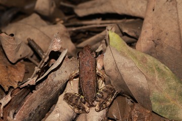 Toad