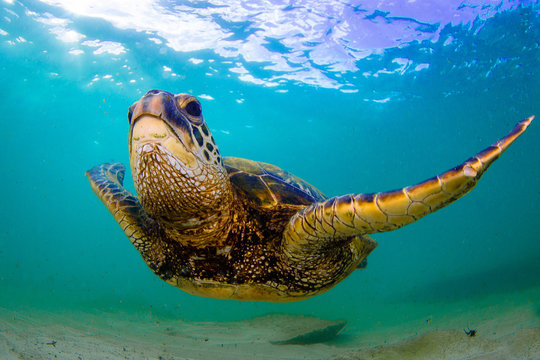 Hawaiian Green Sea Turtle swimming in the Pacific Ocean of Hawaii