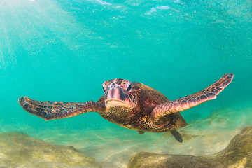 Fototapeta premium Endangered Hawaiian Green Sea Turtle swimming in the warm waters of the Pacific Ocean in Hawaii