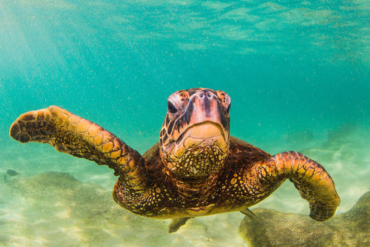 Endangered Hawaiian Green Sea Turtle swimming in the warm waters of the Pacific Ocean in Hawaii