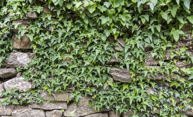 Obraz premium IVY STONE WALL
