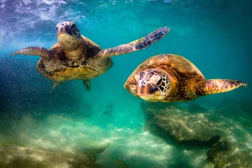 Stickers pour porte Tortue Tortue verte hawaïenne en voie de disparition nageant dans les eaux chaudes de l& 39 océan Pacifique à Hawaï