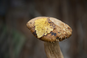 white mushroom with yellow leaves