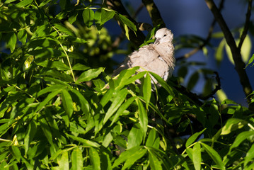 Awakening pidgeon on branch