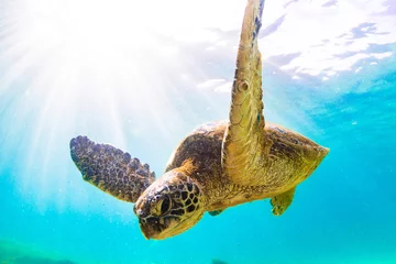 Photo sur Plexiglas Tortue Tortue verte hawaïenne en voie de disparition nageant dans les eaux chaudes de l& 39 océan Pacifique à Hawaï