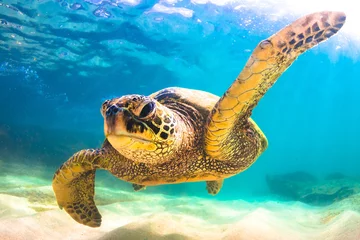 Photo sur Plexiglas Tortue Endangered Hawaiian Green Sea Turtle swimming in the warm waters of the Pacific Ocean in Hawaii