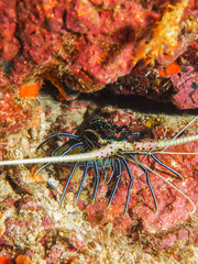 The juvenile Painted spiny lobster (Panulirus versicolor)