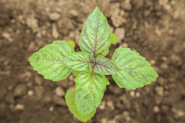 Interesting, beautiful and variegated basil in the ground in a greenhouse.