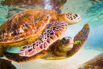 Fototapeta premium An endangered Hawaiian Green Sea Turtle cruises in the warm waters of the Pacific Ocean in Hawaii.