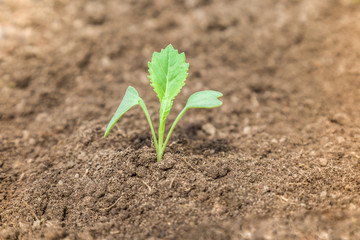 Cabbage plant evolve in the ground. Preparations for the garden season in spring.