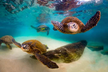 Papier Peint photo Lavable Tortue An endangered Hawaiian Green Sea Turtle cruises in the warm waters of the Pacific Ocean in Hawaii.